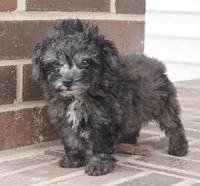 Elliot-Toy, a male Poodle - Toy  for sale in Moravia, IA – Photo 4 of 7