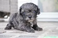 Elliot, a male Poodle - Toy  for sale in Moravia, IA – Photo 2 of 3