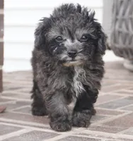 Elliot-Toy, a male Poodle - Toy  for sale in Moravia, IA – Photo 2 of 7
