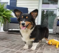 Cyrus-Fluffy AKC, a male Pembroke Welsh Corgi for sale in Moravia, IA – 4 of 8