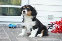 Posey, a female Pembroke Welsh Corgi and Cavalier King Charles Spaniel for sale in Moravia, IA – 4 of 8