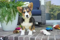 Glen-AKC, a male Pembroke Welsh Corgi for sale in Moravia, IA – 3 of 5
