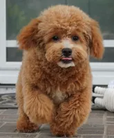 Mason, a male Poodle - Toy  for sale in Moravia, IA – 2 of 9