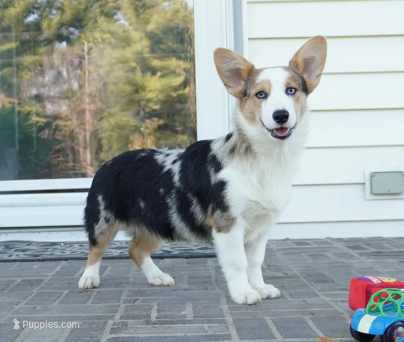 Dawson – Pembroke Welsh Corgi puppy for sale in Moravia, IA