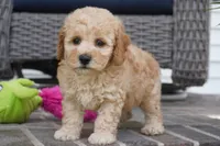 Mason, a male Poodle - Toy  for sale in Moravia, IA – 4 of 5
