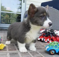 Duke, a male Pembroke Welsh Corgi for sale in Moravia, IA – 4 of 8
