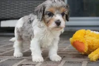 Thea, a female Cavapoo for sale in Moravia, IA – 3 of 4