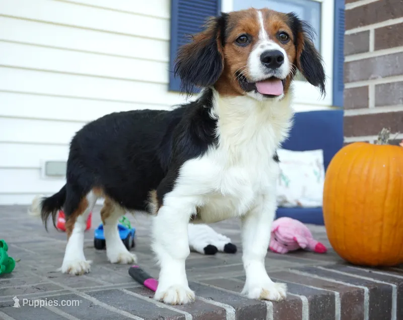 Paul – Pembroke Welsh Corgi, Cavalier King Charles Spaniel puppy for sale in Moravia, IA