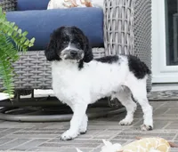 Blitzen, a male Poodle - Toy  for sale in Moravia, IA – 3 of 6