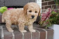 Mason, a male Poodle - Toy  for sale in Moravia, IA – 3 of 5