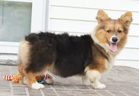 Clyde-Fluffy AKC, a male Pembroke Welsh Corgi for sale in Moravia, IA – 2 of 3