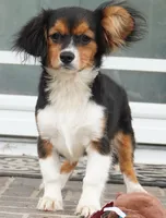 Poppy, a female Pembroke Welsh Corgi and Cavalier King Charles Spaniel for sale in Moravia, IA – 4 of 10