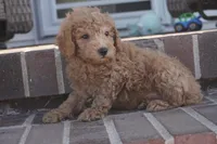 Eli, a male Poodle - Toy  for sale in Moravia, IA – 3 of 7