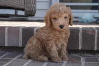 Eli, a male Poodle - Toy  for sale in Moravia, IA – 1 of 7