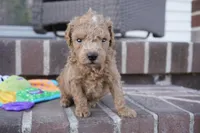 Eli, a male Poodle - Toy  for sale in Moravia, IA – Photo 2 of 4