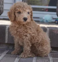 Eli, a male Poodle - Toy  for sale in Moravia, IA – 2 of 7