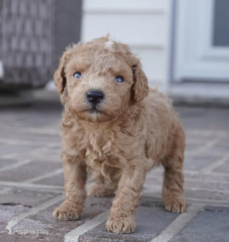 Eli – Poodle - Toy  puppy for sale in Moravia, IA