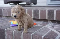 Eli, a male Poodle - Toy  for sale in Moravia, IA – Photo 4 of 4