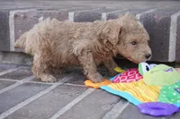 Eli, a male Poodle - Toy  for sale in Moravia, IA – Photo 3 of 4