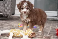 nelly-toy, a female Poodle - Toy  and Toy Australian Shepherd for sale in Moravia, IA – Photo 1 of 8