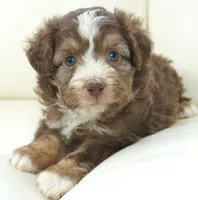 nelly-toy, a female Poodle - Toy  and Toy Australian Shepherd for sale in Moravia, IA – Photo 6 of 8