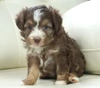 nelly-toy, a female Poodle - Toy  and Toy Australian Shepherd for sale in Moravia, IA – Photo 8 of 8