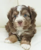 nelly-toy, a female Poodle - Toy  and Toy Australian Shepherd for sale in Moravia, IA – Photo 5 of 8