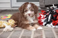nelly-toy, a female Poodle - Toy  and Toy Australian Shepherd for sale in Moravia, IA – Photo 3 of 8