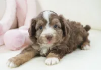 nelly-toy, a female Poodle - Toy  and Toy Australian Shepherd for sale in Moravia, IA – Photo 7 of 8