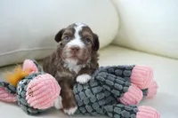 nelly-toy, a female Poodle - Toy  and Toy Australian Shepherd for sale in Moravia, IA – Photo 3 of 5
