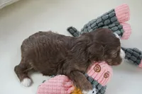 nelly-toy, a female Poodle - Toy  and Toy Australian Shepherd for sale in Moravia, IA – Photo 5 of 5