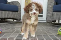 nelly-toy, a female Poodle - Toy  and Toy Australian Shepherd for sale in Moravia, IA – 3 of 7