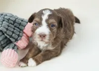 nelly-toy, a female Poodle - Toy  and Toy Australian Shepherd for sale in Moravia, IA – Photo 1 of 5
