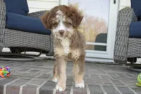 nelly-toy, a female Poodle - Toy  and Toy Australian Shepherd for sale in Moravia, IA – 2 of 7