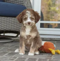 nelly-toy, a female Poodle - Toy  and Toy Australian Shepherd for sale in Moravia, IA – 1 of 7