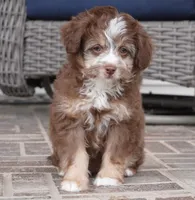nelly-toy, a female Poodle - Toy  and Toy Australian Shepherd for sale in Moravia, IA – Photo 4 of 8