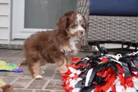 nelly-toy, a female Poodle - Toy  and Toy Australian Shepherd for sale in Moravia, IA – Photo 2 of 8