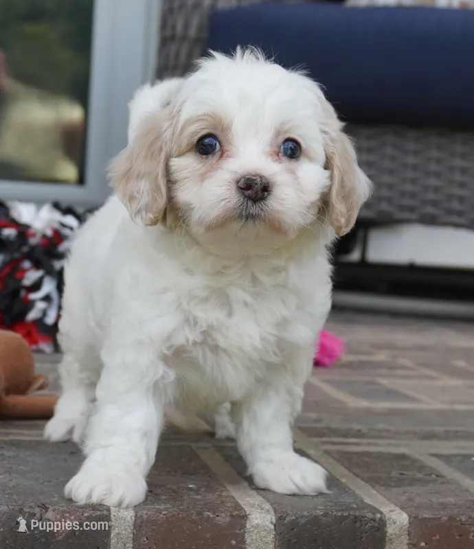 Trinity – Cavapoo puppy for sale in Moravia, IA