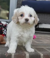 Trinity, a female Cavapoo for sale in Moravia, IA – 1 of 4