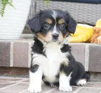 Palmer-Cavacorgi, a female Pembroke Welsh Corgi and Cavalier King Charles Spaniel for sale in Moravia, IA – 6 of 6