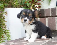 Poppy, a female Pembroke Welsh Corgi and Cavalier King Charles Spaniel for sale in Moravia, IA – 2 of 8