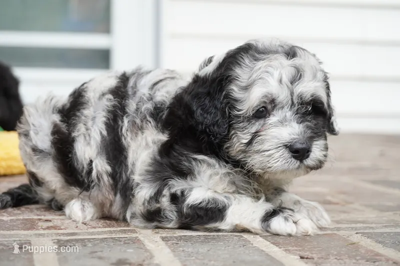 Percy mini F1b – Sheepadoodle puppy for sale in Moravia, IA