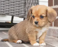 Sawyer-Cavacorgi, a female Pembroke Welsh Corgi and Cavalier King Charles Spaniel for sale in Moravia, IA – 2 of 4