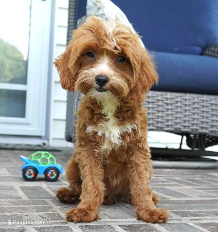 Teagan – Cavapoo puppy for sale in Moravia, IA