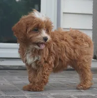 Teagan, a female Cavapoo for sale in Moravia, IA – 4 of 10