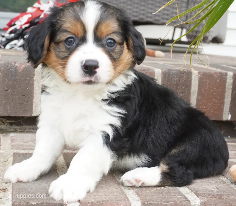 Paul – Pembroke Welsh Corgi, Cavalier King Charles Spaniel puppy for sale in Moravia, IA