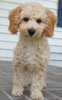 Marccen, a male Poodle - Toy  for sale in Moravia, IA – 5 of 10