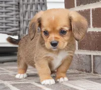 Sawyer-Cavacorgi, a female Pembroke Welsh Corgi and Cavalier King Charles Spaniel for sale in Moravia, IA – 9 of 9