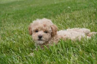 Marccen, a male Poodle - Toy  for sale in Moravia, IA – 4 of 5