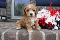 Teddi-Girl, a female Cavapoo for sale in Moravia, IA – 4 of 4